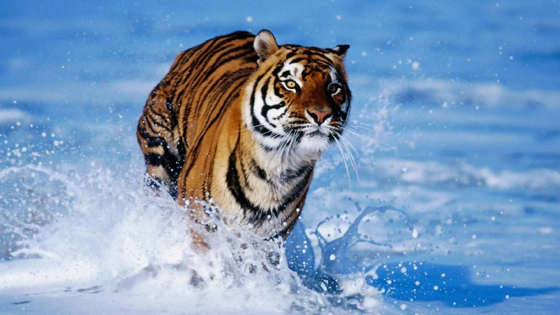 Fierce tiger walking through dense green jungle Wallpaper