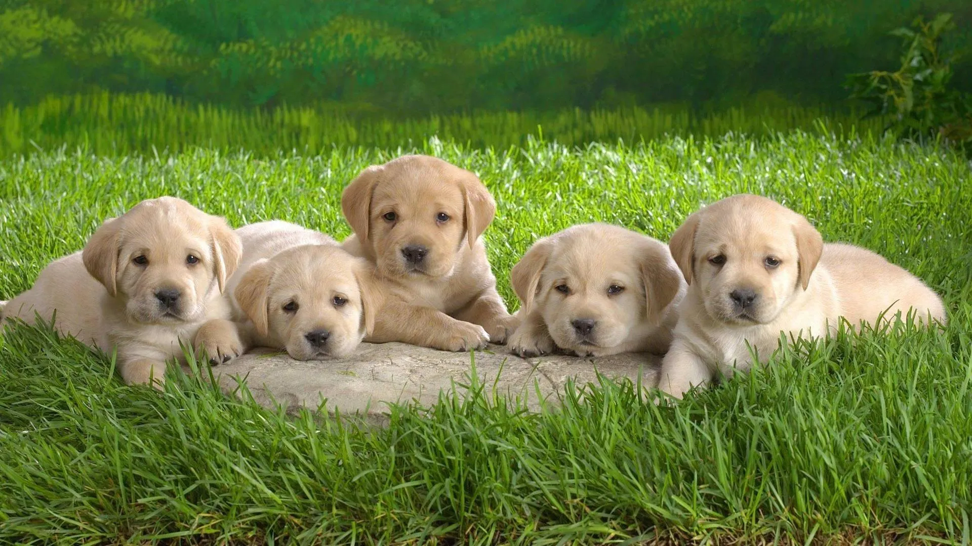Five Cute Labrador Puppies Sitting Calmly on Green Grass
