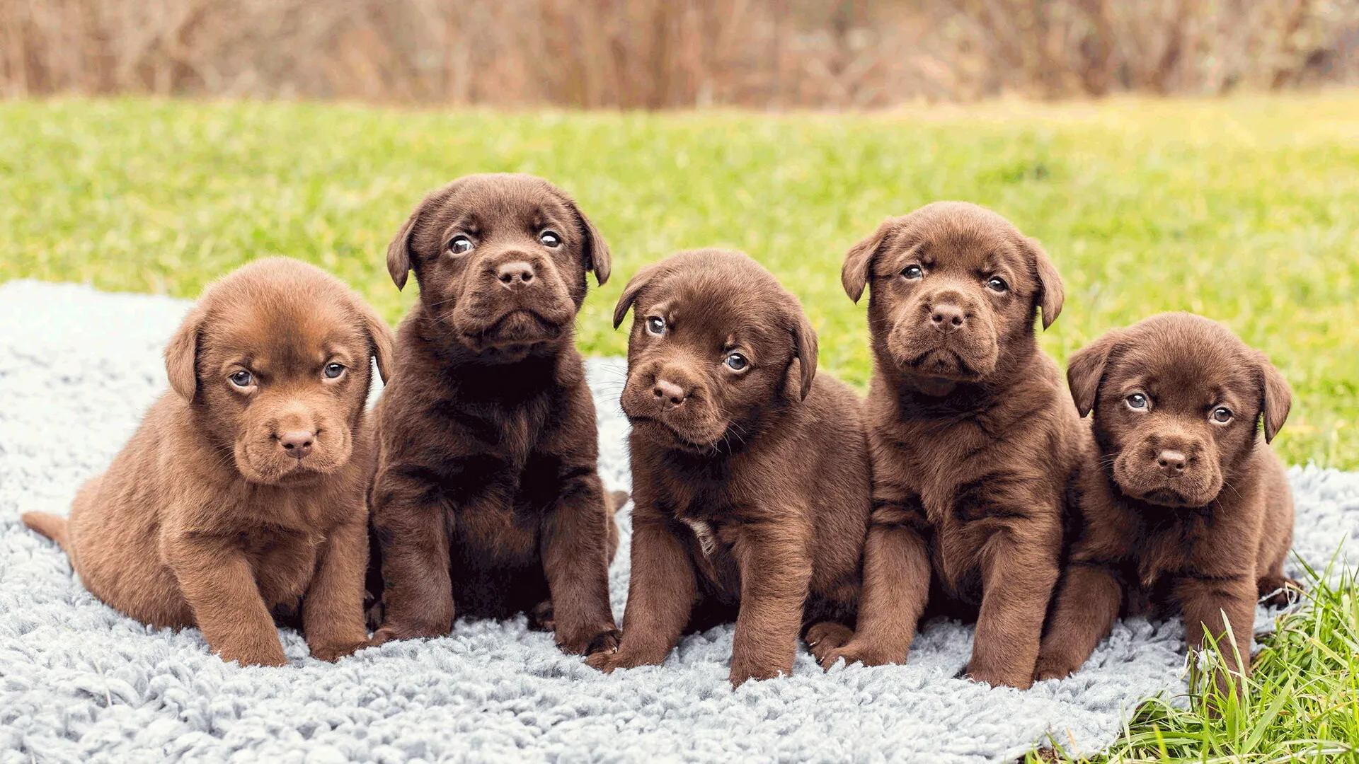 Five Playful Chocolate Labrador Puppies Standing Together