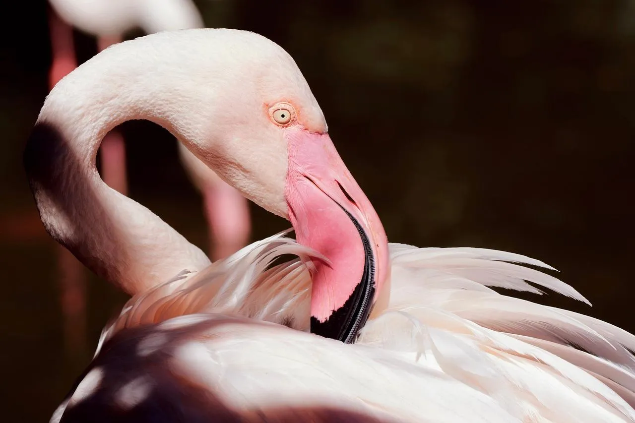 Flamingo hiding its head in feathers free Wallpaper