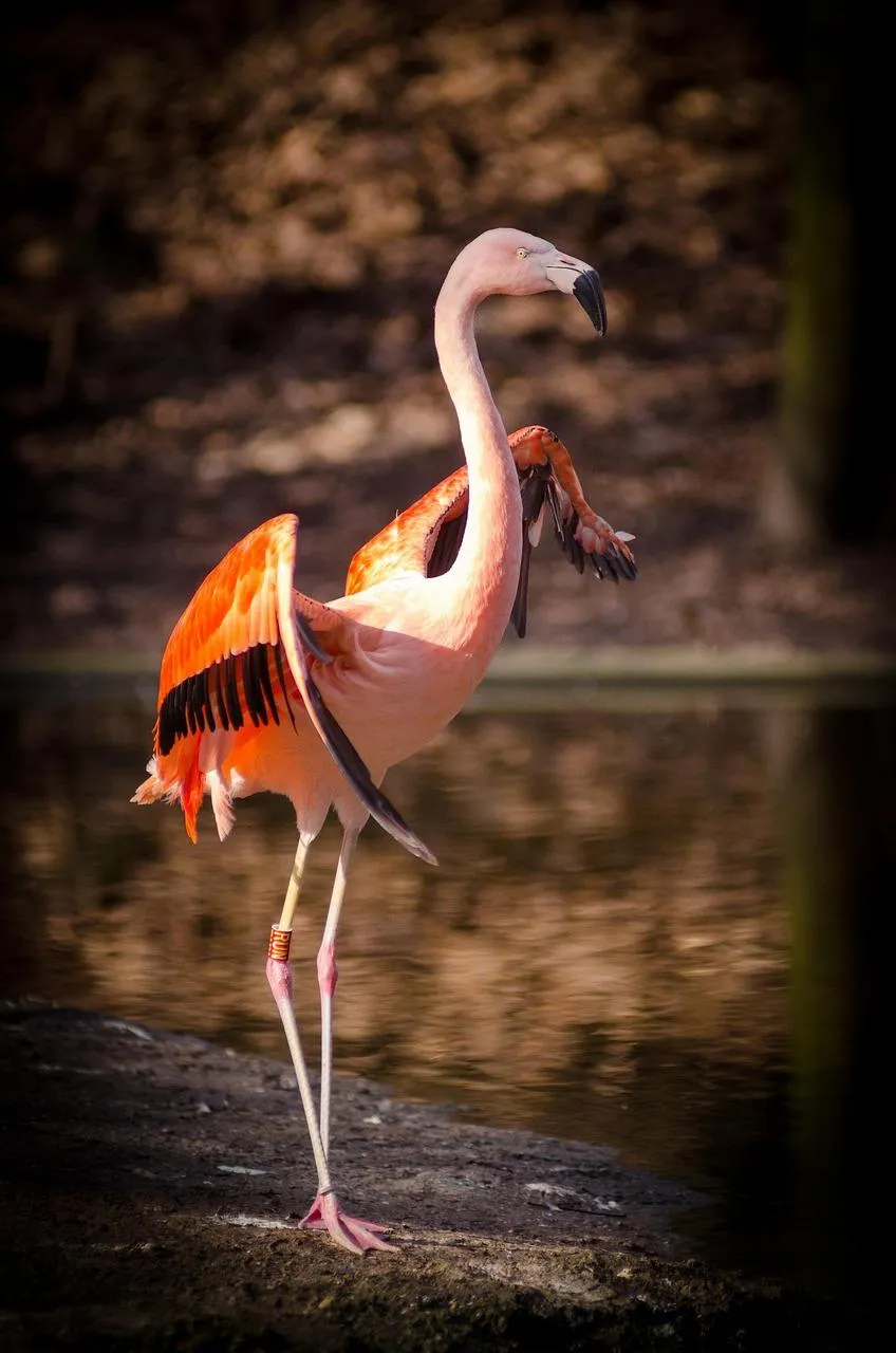 Flamingo Standing in Shallow Water at Sunset Wallpaper