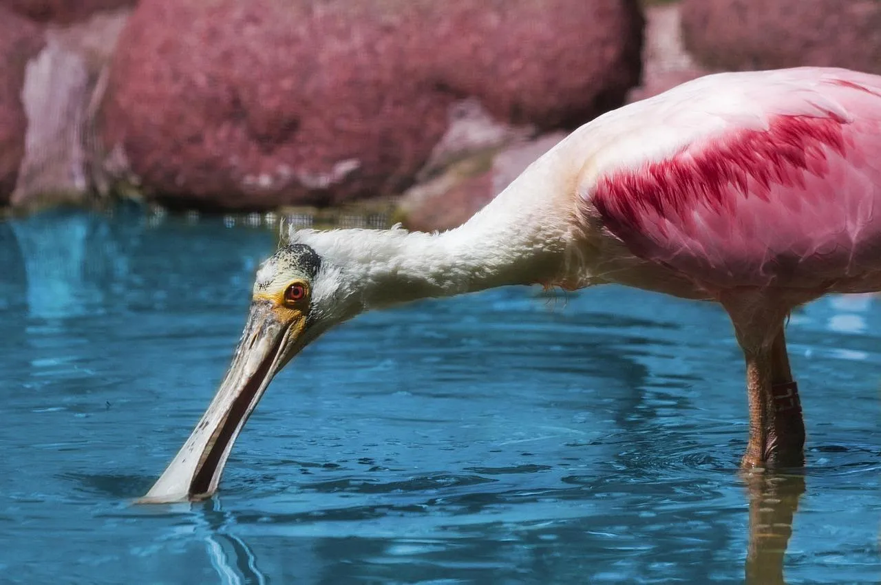 Flamingo Standing in Water with Curved Neck Wallpaper