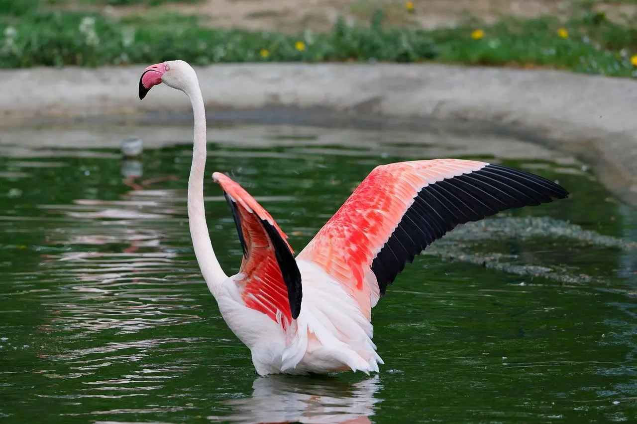 Flamingo Standing in Water with Reflected Pink Hue