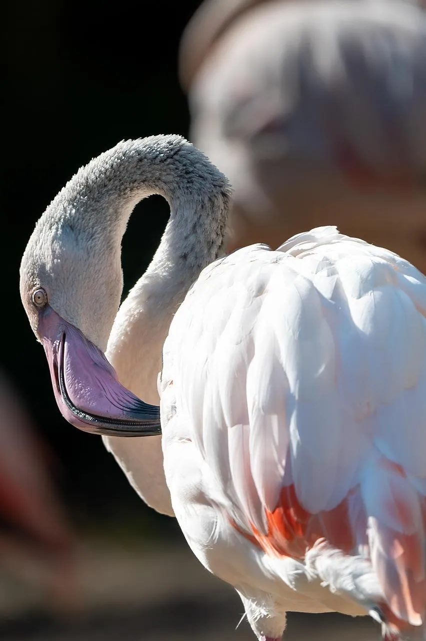 Flamingo with Curved Neck in Bright Daylight Wallpaper