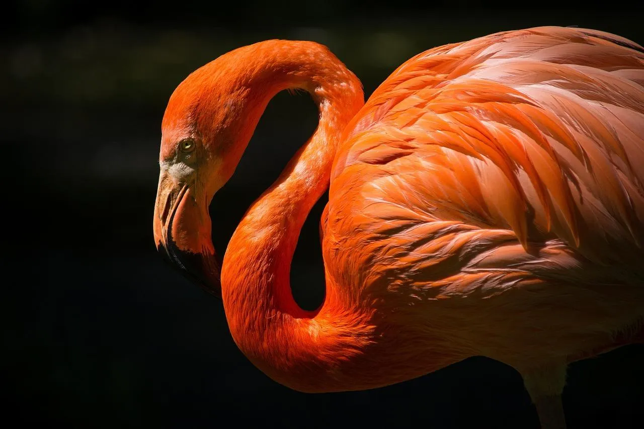 Flamingo with vivid orange feathers resting calmly