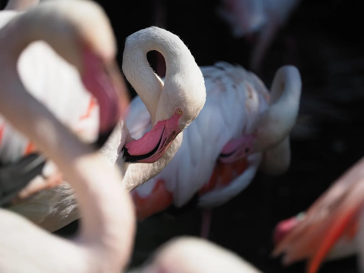 Flamingos Standing Close Together in Shallow Water