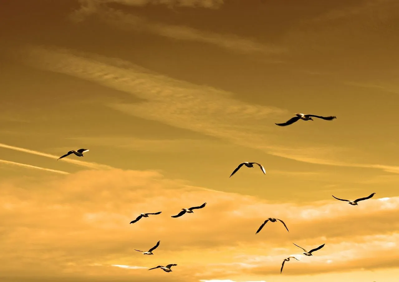 Flock of Birds Flying During Sunset Landscape Wallpaper