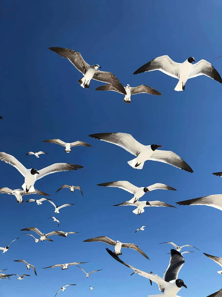 Flock of white birds flying freely in blue sky Wallpaper