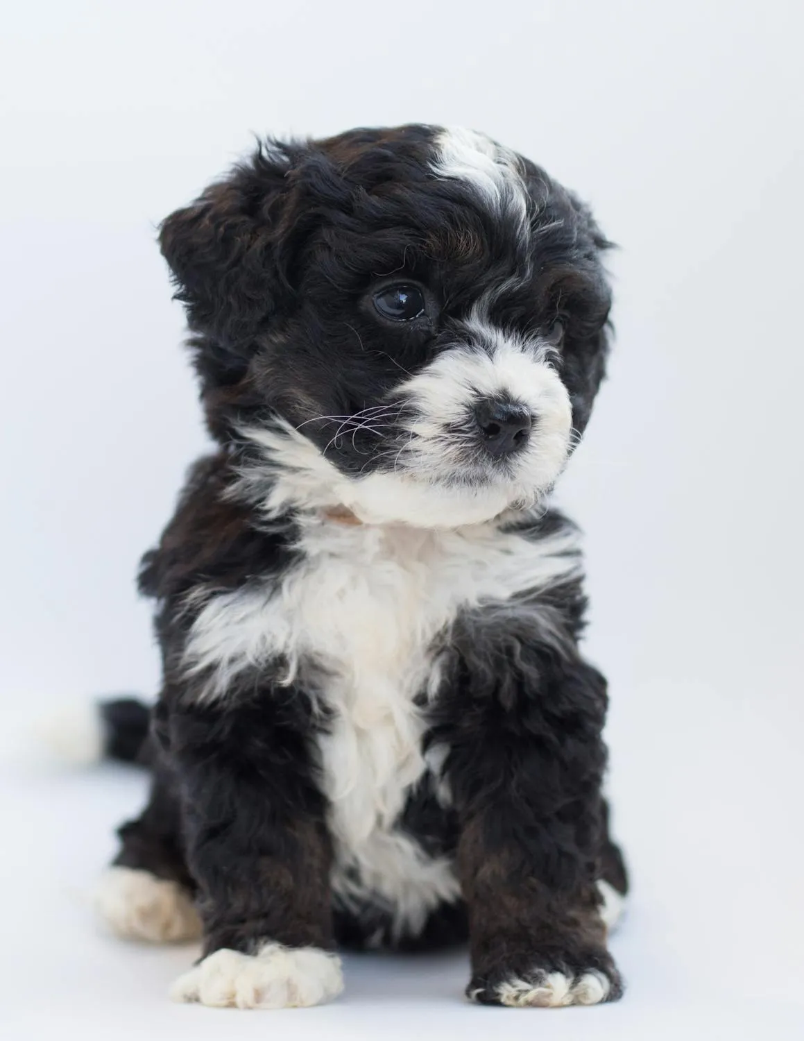 Fluffy Black and White Puppy Sitting Against White Backdrop