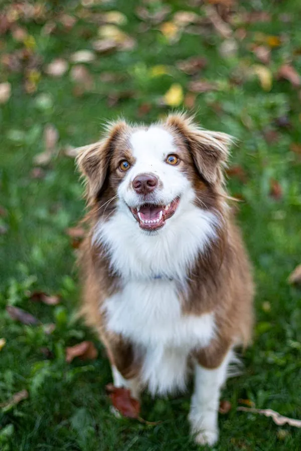 Fluffy Brown and White Dog Standing and Posing Wallpaper