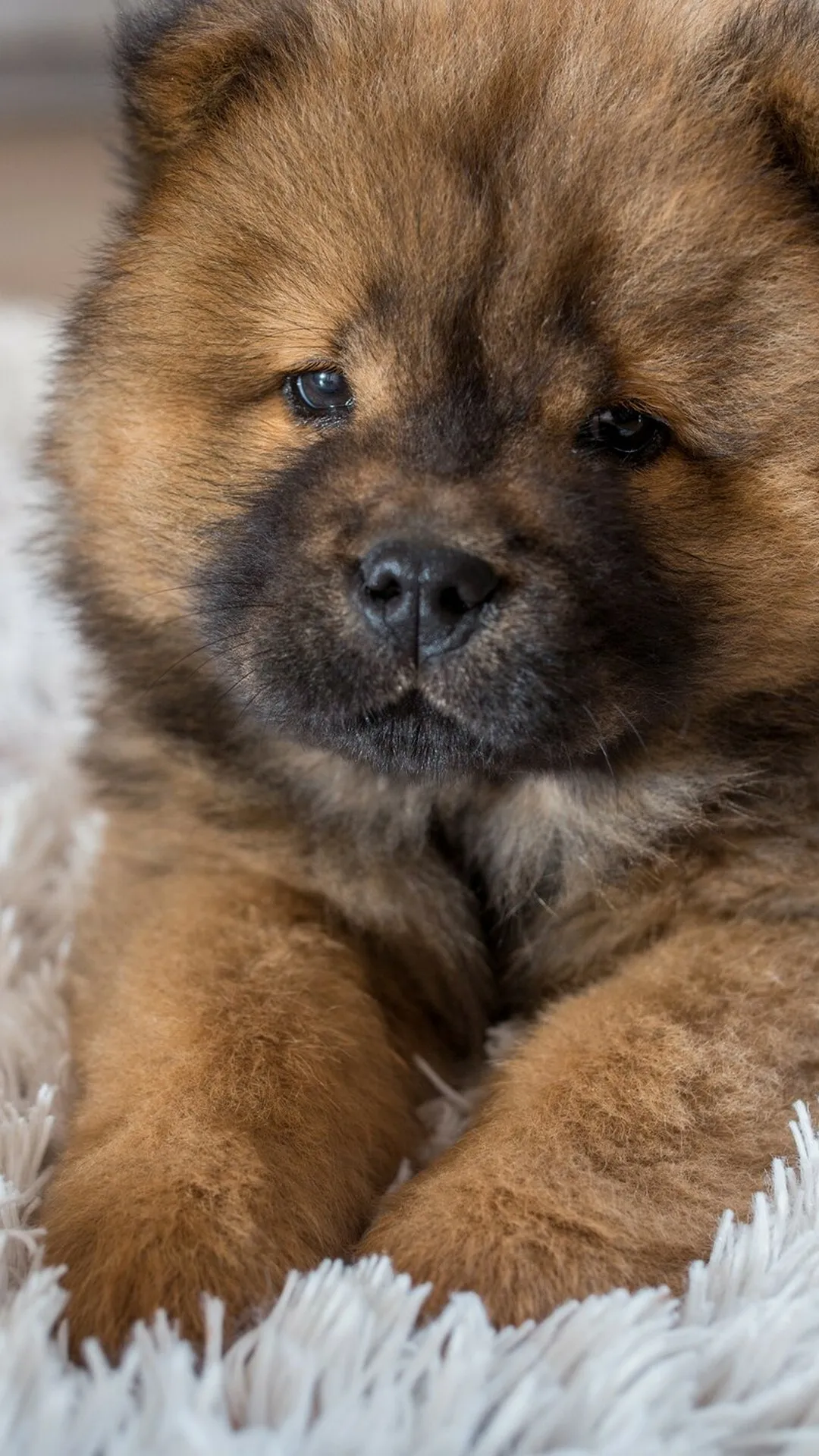 Fluffy Chow Chow Puppy Lying Down on Soft White Blanket