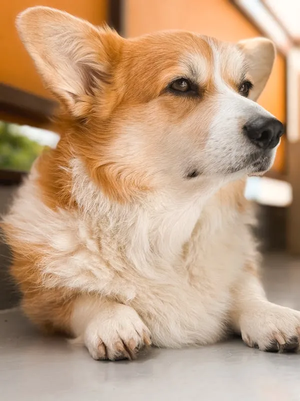 Fluffy Corgi Dog Resting Calmly on the Floor at Home