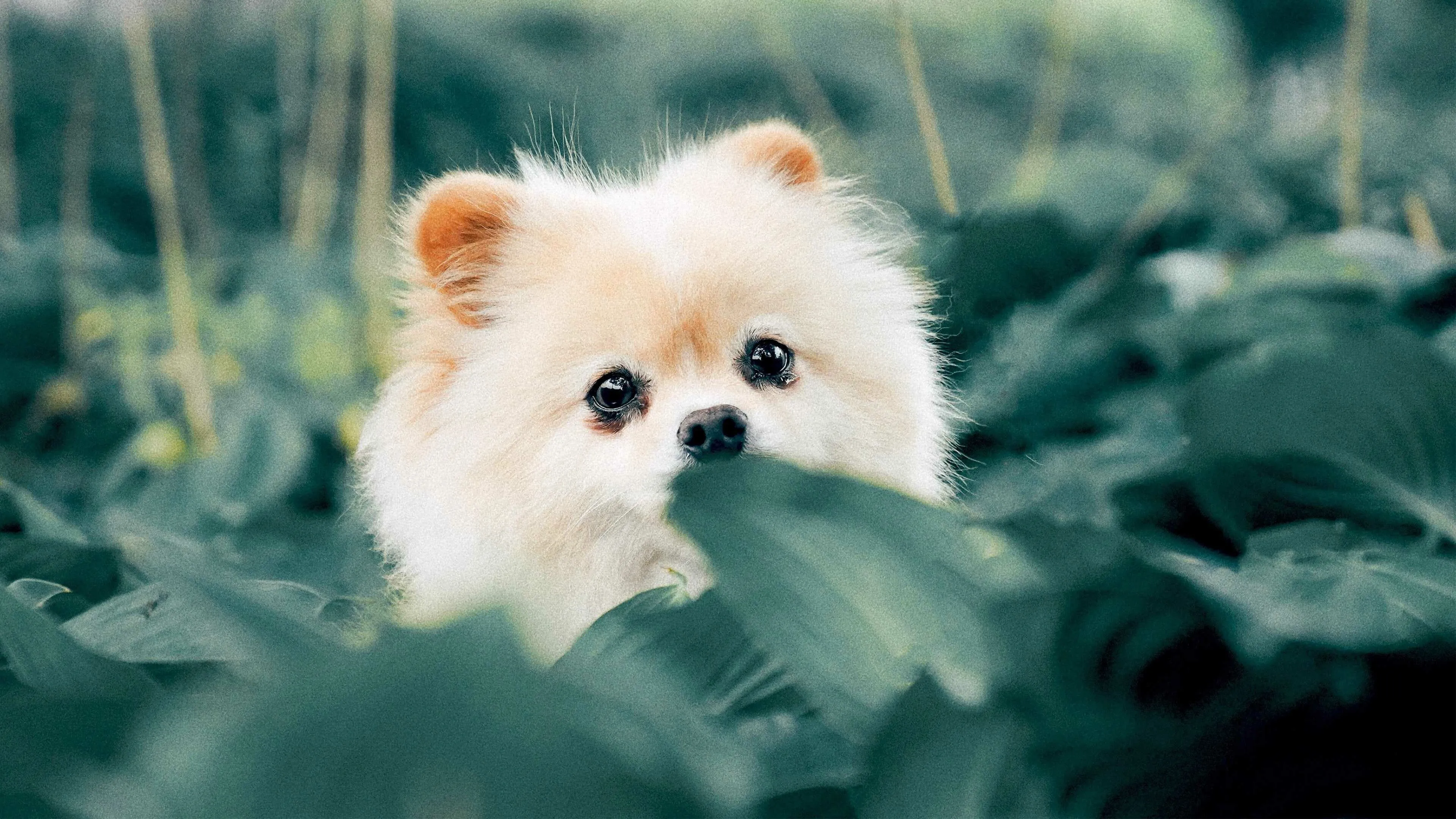 Fluffy Cream Coloured Puppy Hiding Behind the Green Leaves