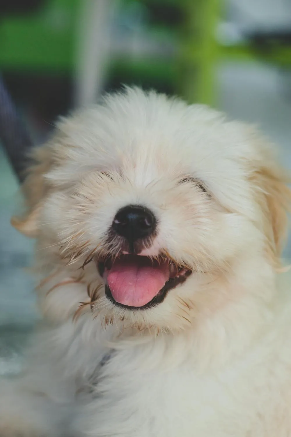 Fluffy Cream Coloured Puppy Smiling with Eyes Closed Image