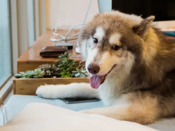 Fluffy Dog Relaxing Near the Window with Tongue Out Image