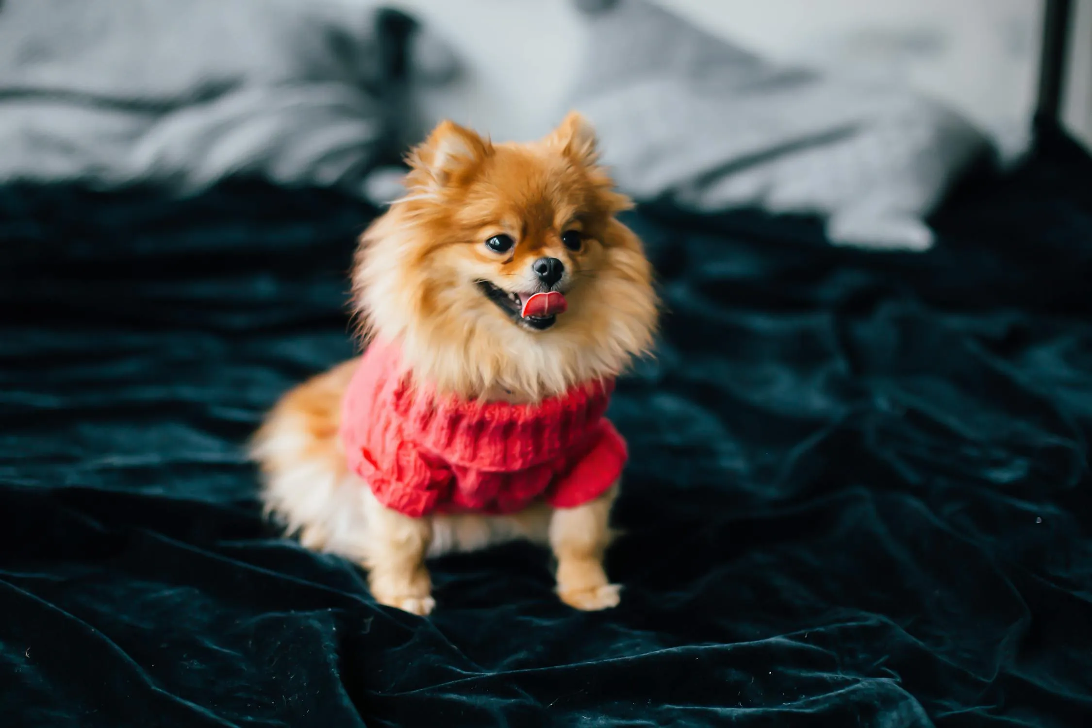 Fluffy Dog Wearing Red Sweater Sitting on Black Blanket
