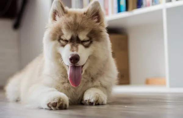 Fluffy Husky Puppy Sleeping on Wooden Floor Near the Shelf