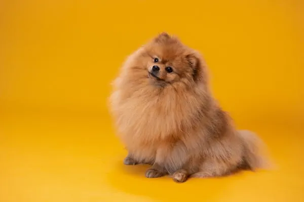 Fluffy Pomeranian Dog Sitting on a Yellow Background Image