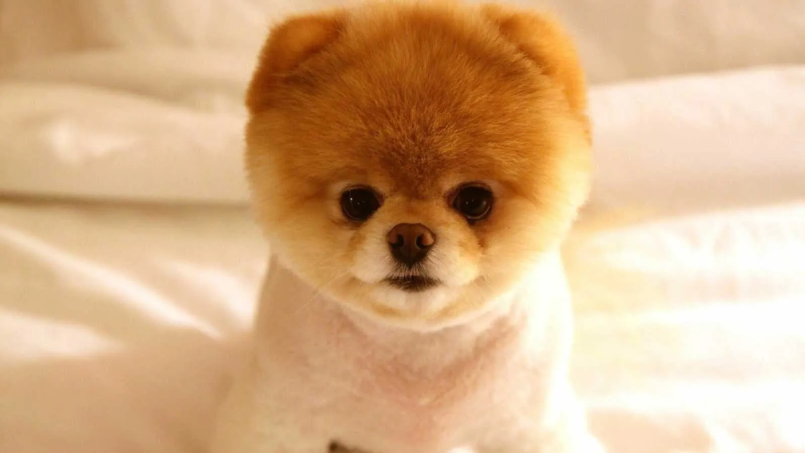 Fluffy Pomeranian Puppy Sitting Calmly on a White Bed Image