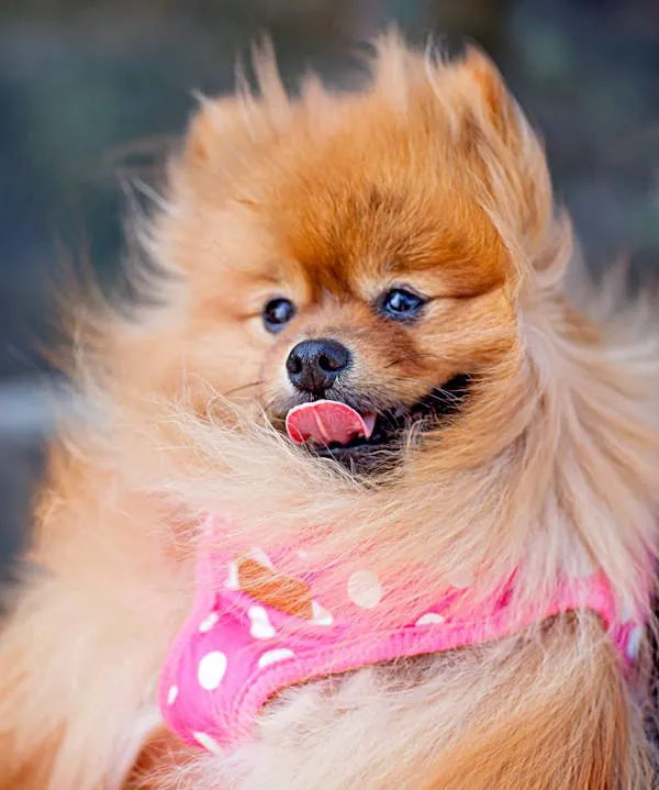Fluffy Pomeranian Puppy with Pink Scarf and Sticking Tongue