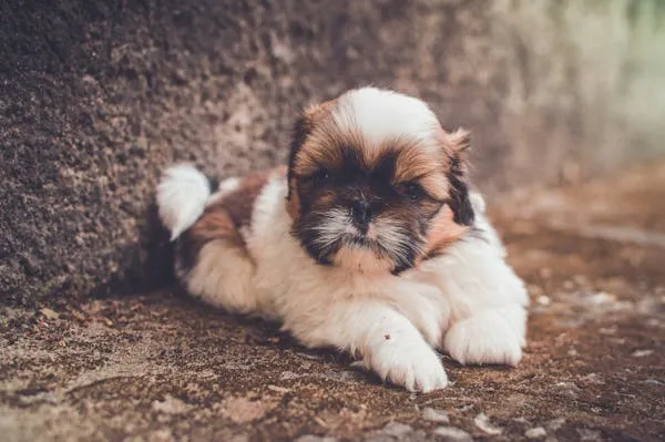 Fluffy Puppy Lying on Dirt Ground in Soft Warm Light Image
