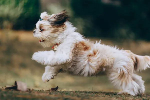 Fluffy Puppy Running Joyfully on Grass with Blur Background