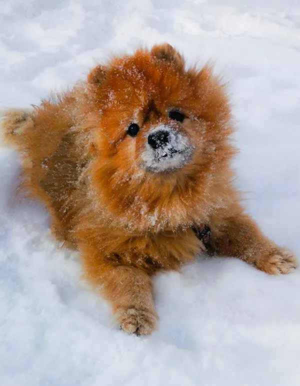 Fluffy Puppy Sitting in Snow Looking with Adorable Eyes