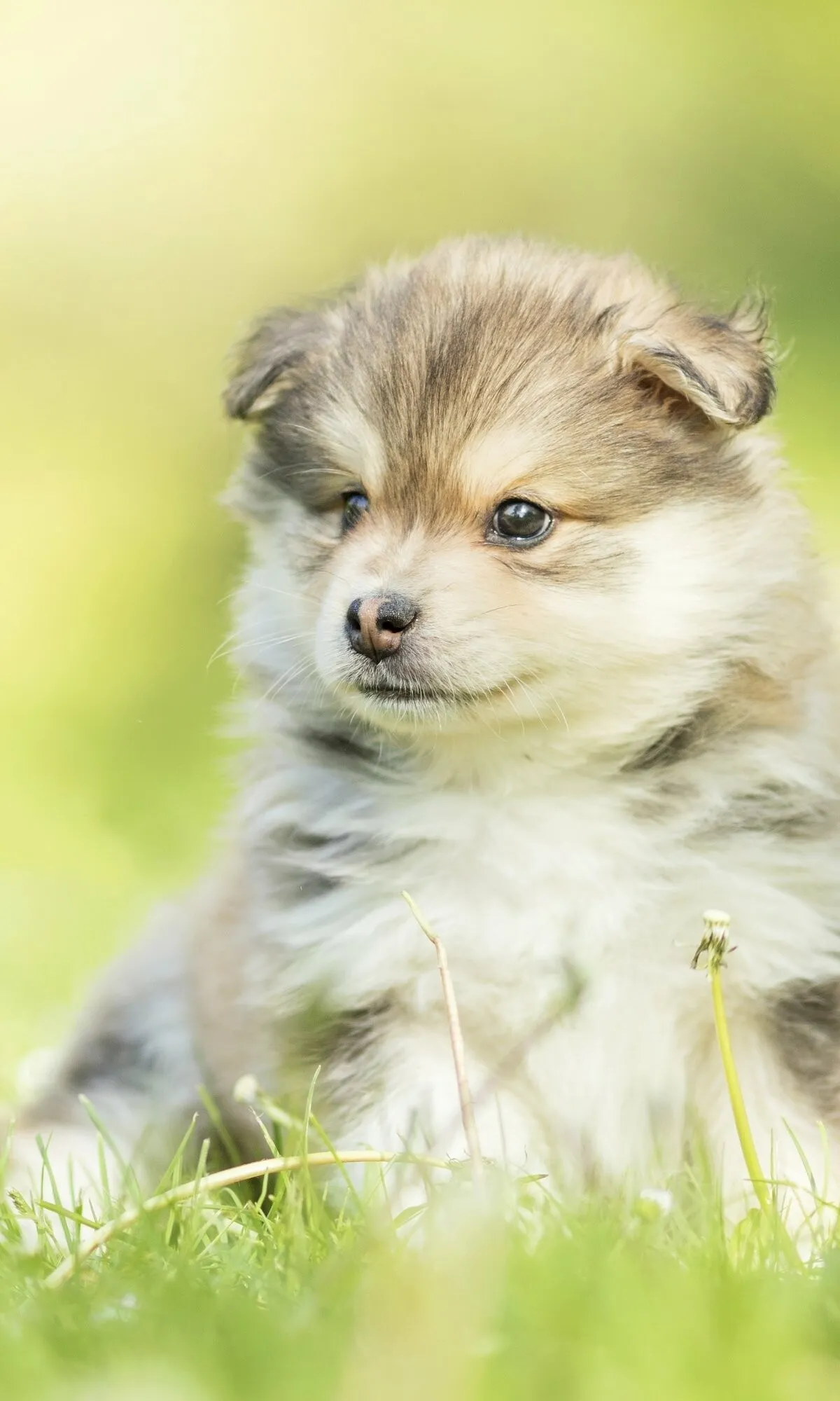 Fluffy Puppy Sitting in the Grass Under Bright Sunlight
