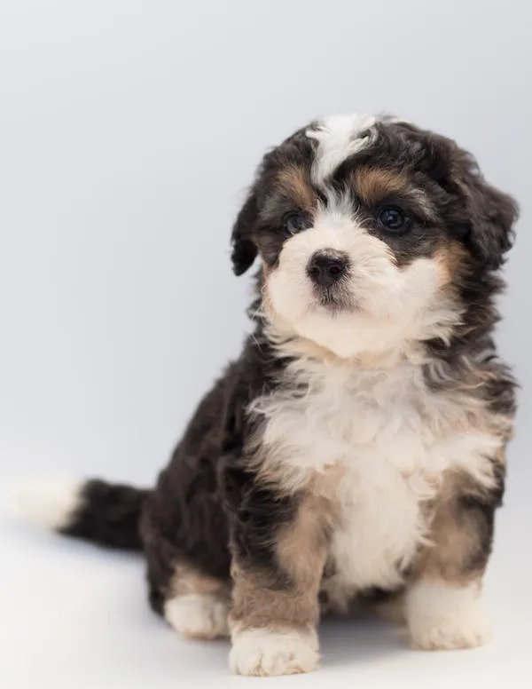 Fluffy Puppy Sitting on a Clean White Background Wallpaper