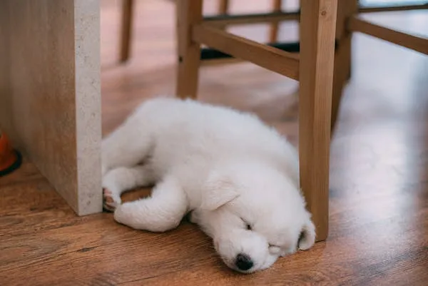 Fluffy Puppy Sleeping Peacefully Under Wooden Dining Chair