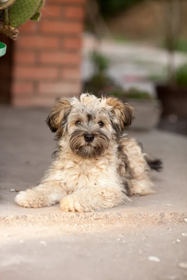Fluffy Small Dog Lying on Ground Outside Near a Brick Wall