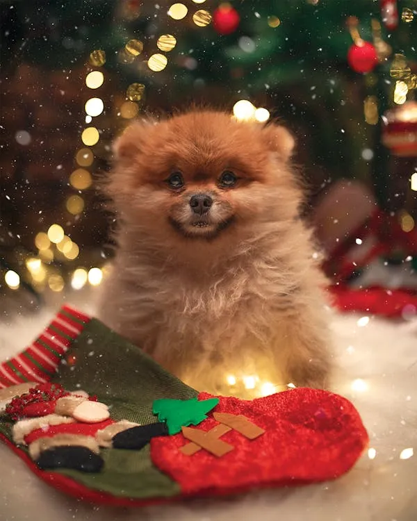 Fluffy Small Dog Posing with Christmas Stocking and Lights