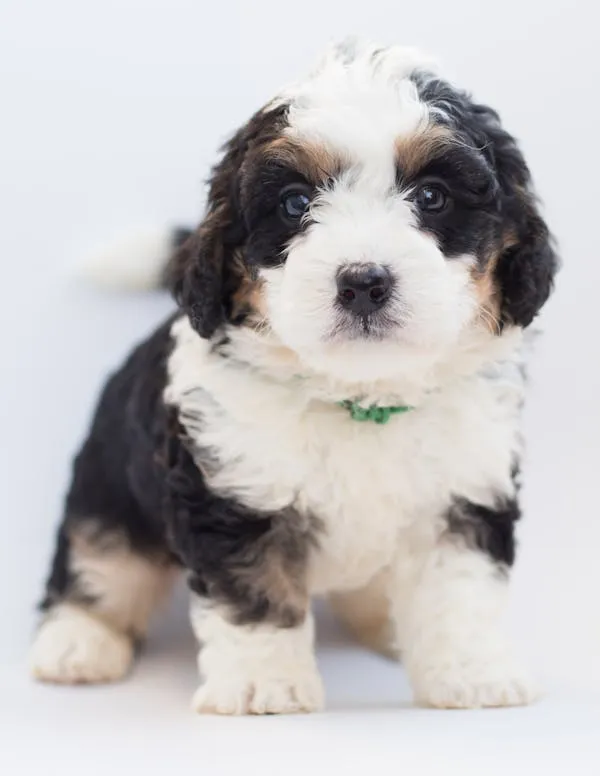 Fluffy Tricolour Puppy Posing on a White Background Image