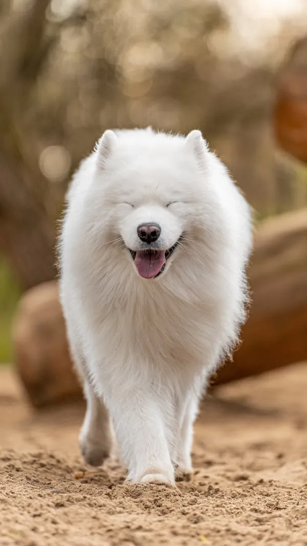 Fluffy White Dog Happily Walking on a Sandy Path Wallpaper