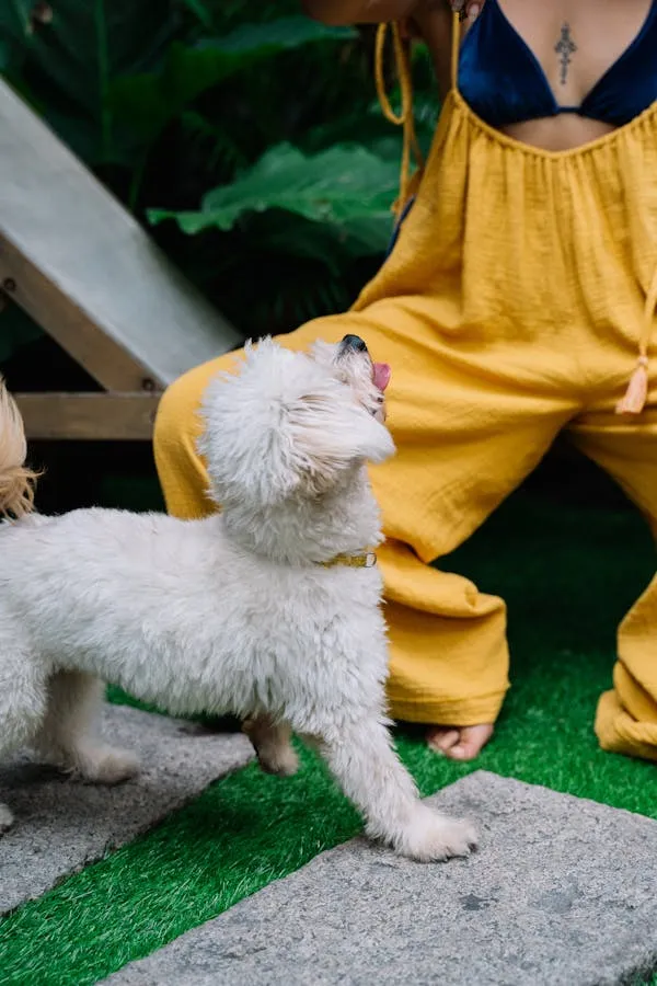 Fluffy White Dog Looking Up at Woman in Yellow Jumpsuit
