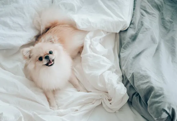 Fluffy White Dog Lying on Bed Under Warm White Sheets
