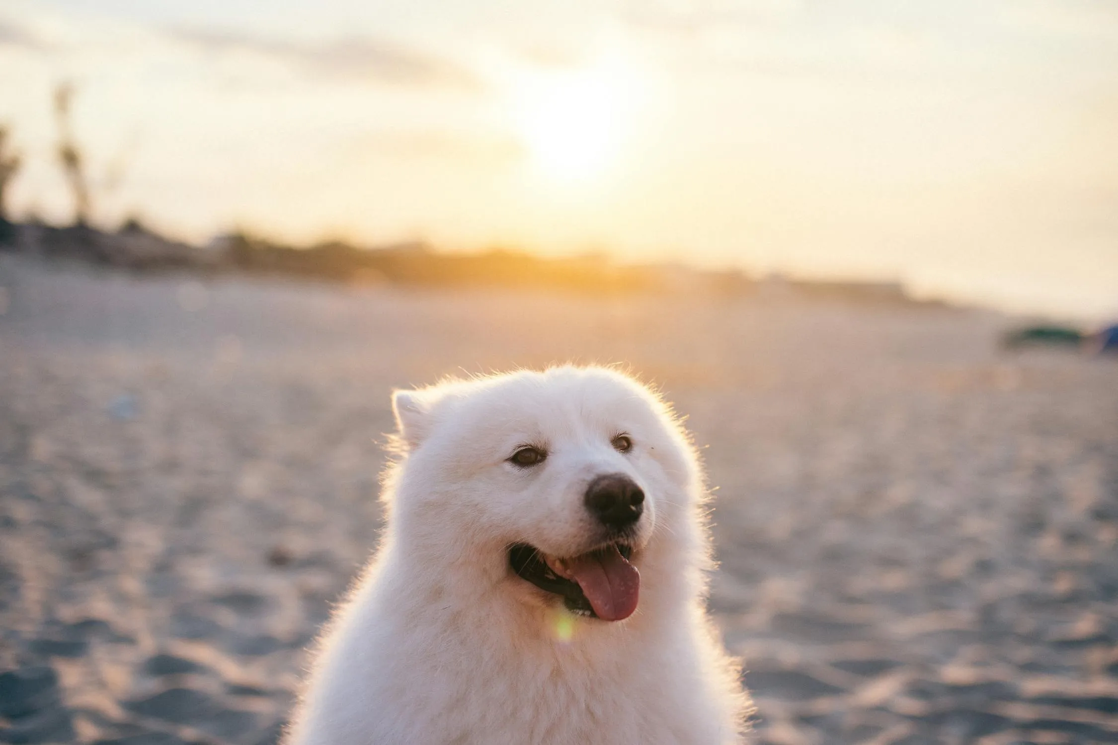 Fluffy White Dog Smiling at Sunset on Sandy Beach Image