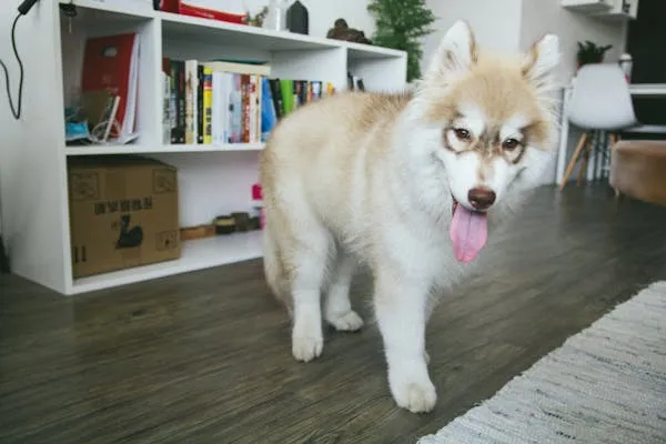 Fluffy White Husky Dog Standing on a Wooden Floor Image