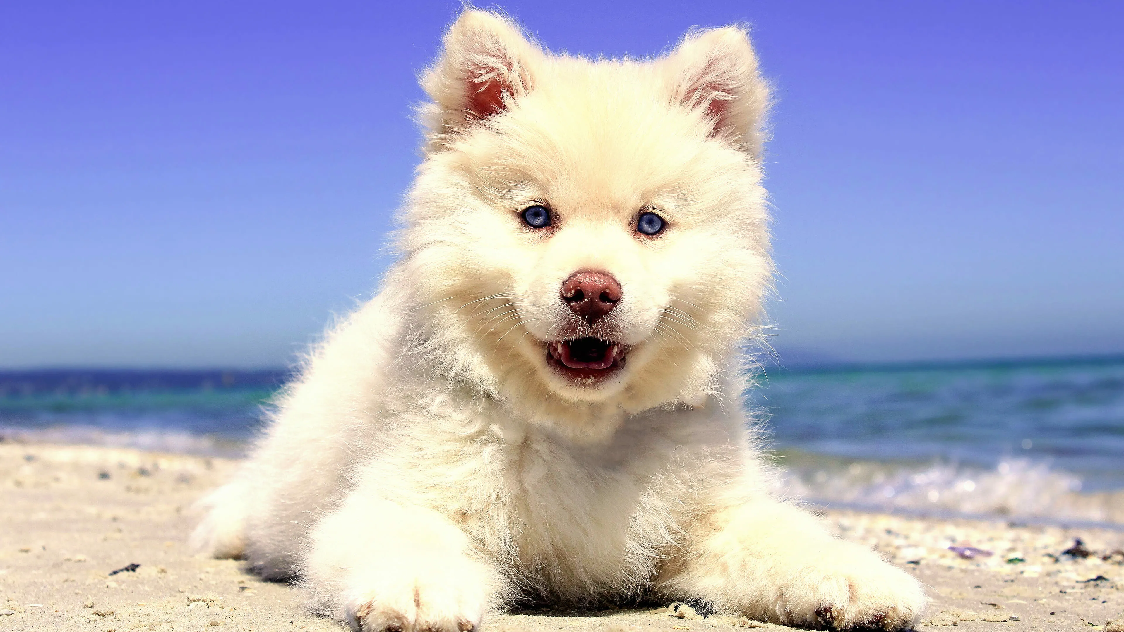 Fluffy White Puppy Enjoying a Sunny Day at the Sandy Beach