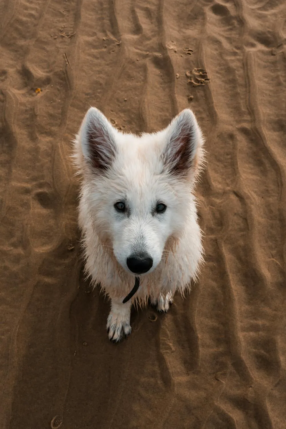 Fluffy White Puppy Looking Up By Sitting on Sandy Ground