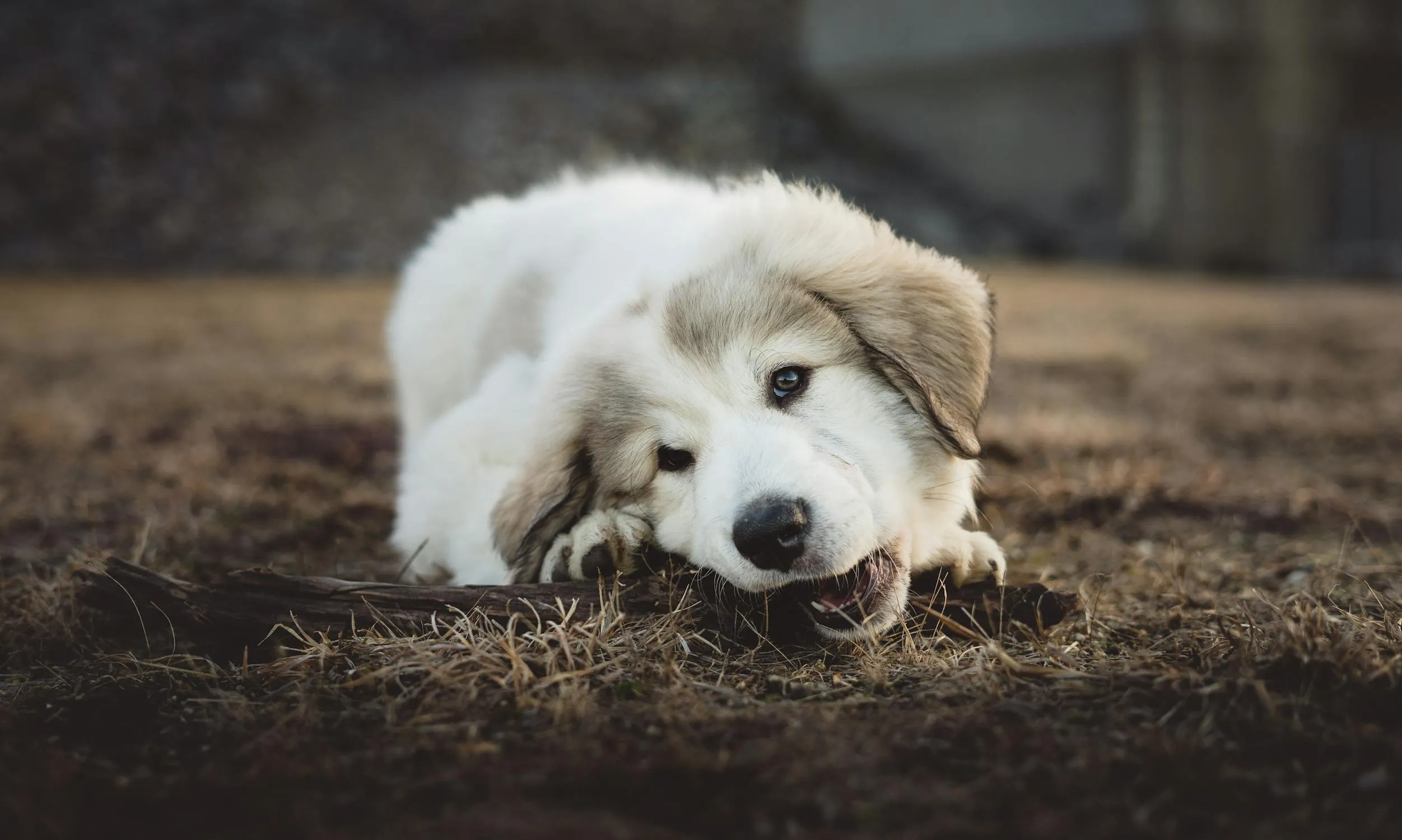 Fluffy White Puppy Lying Down Chewing on Stick Wallpaper