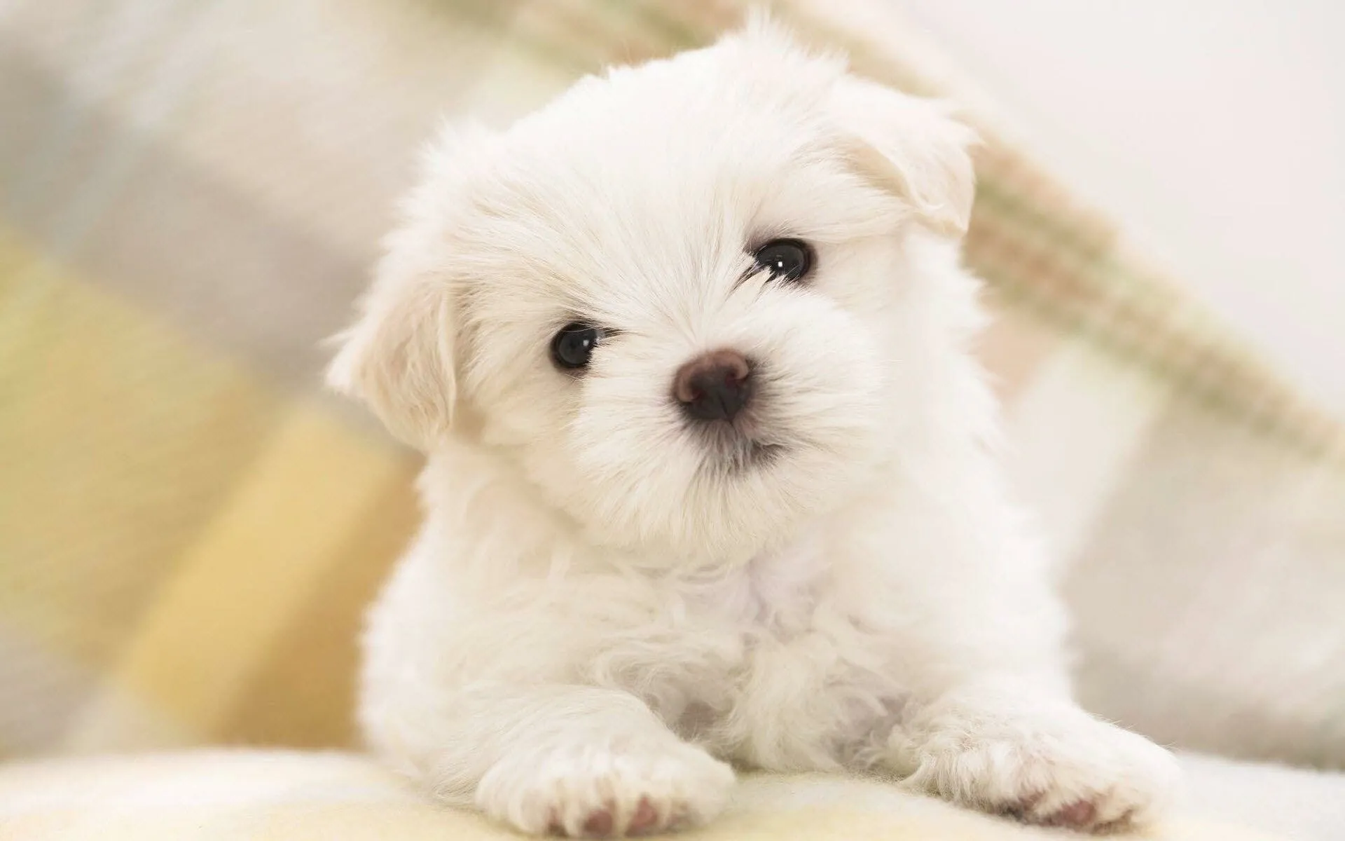 Fluffy White Puppy Resting on a Cozy Checkered Blanket