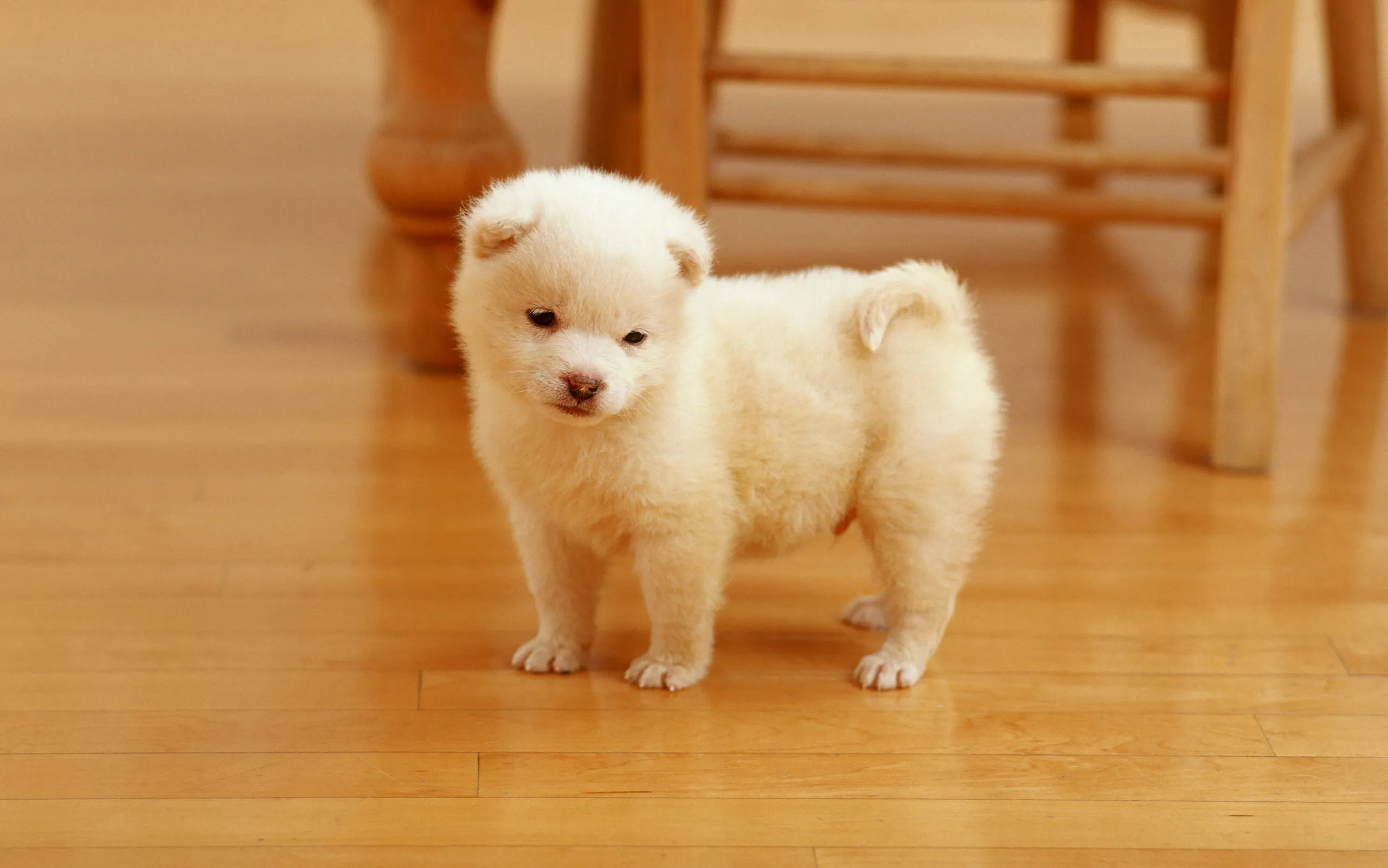 Fluffy White Puppy Standing on a Polished Wooden Floor Image