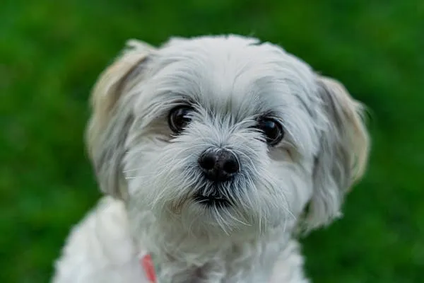 Fluffy White Puppy Standing Outside on a Green Lawn Hd
