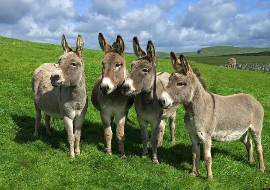 Four Donkeys Standing Close Together on a Sunny Hill
