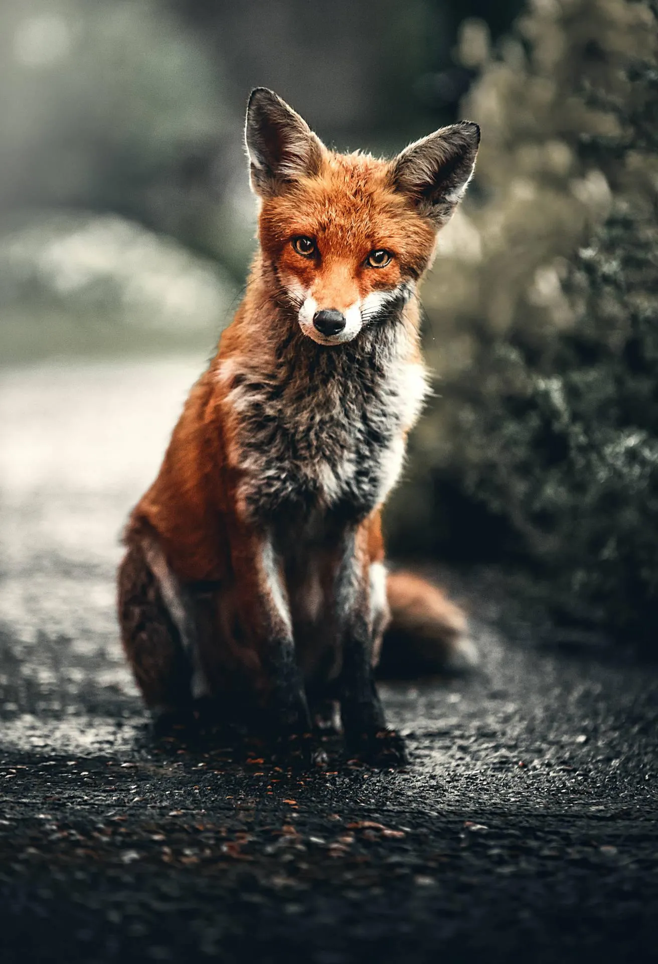 Fox Walking on Forest Floor with Autumn Leaves Wallpaper