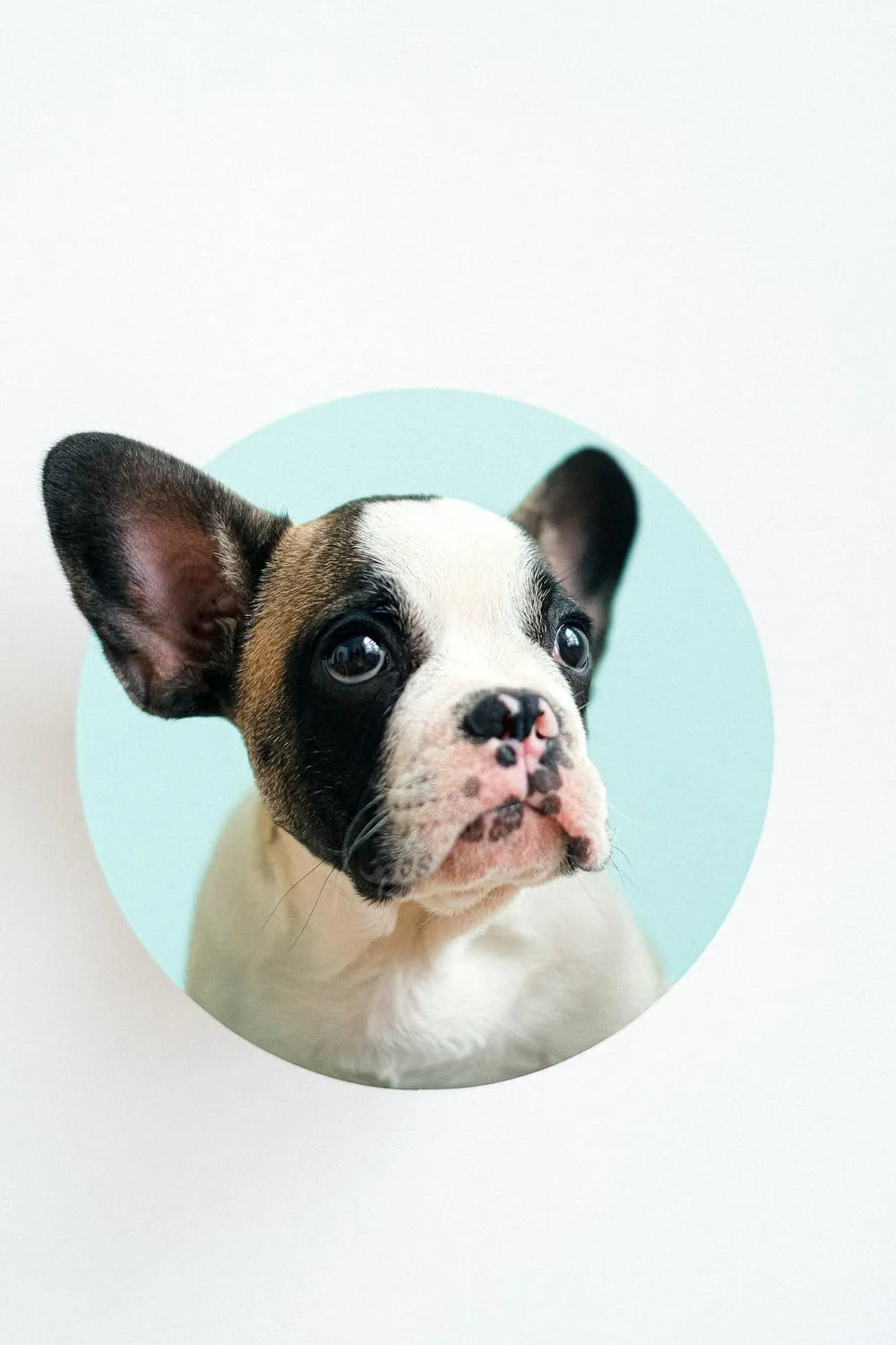 French Bulldog Puppy Looking Up in Light Blue Background