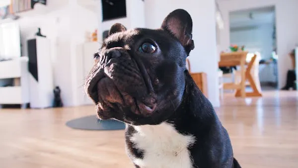 French Bulldog Puppy Sitting with Curious Look Wallpaper