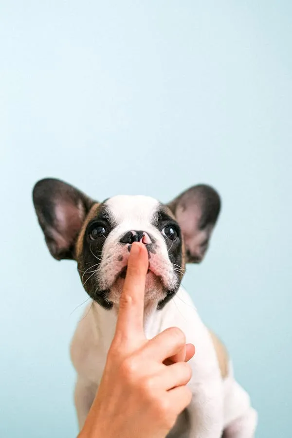 French Bulldog Puppy with Finger on its Nose on Blue Wall