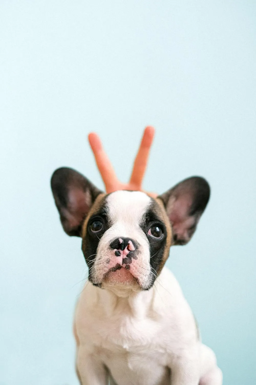 French Bulldog Puppy with Person Fingers Making Bunny Ears